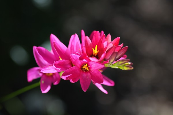 Hot Pink Ixia Flower by Joy Watson